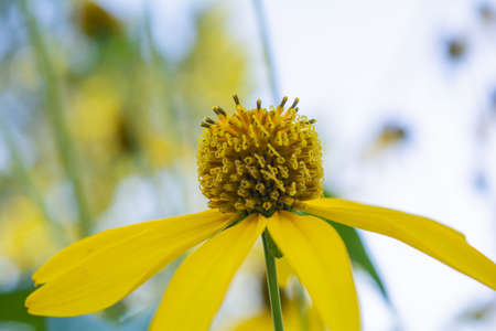 Beautiful yellow flower of Jerusalem artichoke, root - source of inulin, is used as medicinal herb to treat illnessの写真素材