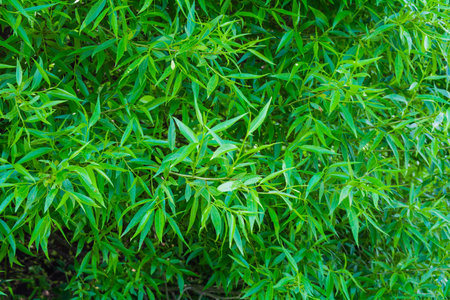 Willow tree branches with young green leaves as nature background. Salix fragilis foliage wallの写真素材