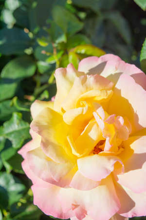 Yellow and pink rose flower. Close-up photo of garden flower with shallow depth of fieldの写真素材