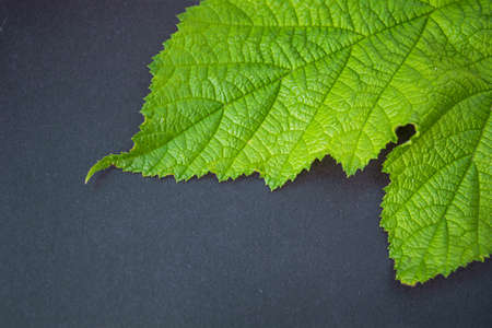 Background of fresh green leaves of black currant. Foliage of black currant bush closeup top viewの写真素材