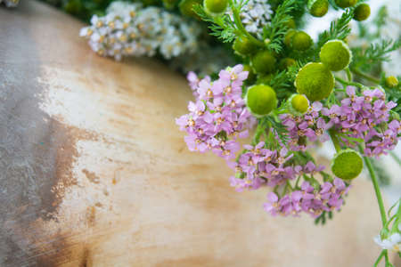 Meadow medical herbs - Chamomile and Achillea closeup view. Alternative medicine herbal grassの写真素材