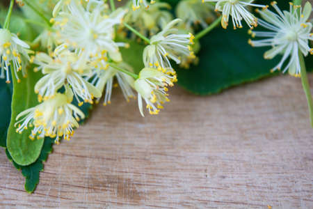 Yellow flowers of linden tree, fragrant medicine herbal and healthcare tea ingredientの写真素材