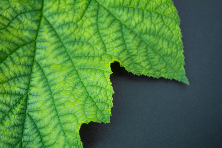 Background of fresh green leaves of black currant. Foliage of black currant bush closeup top view