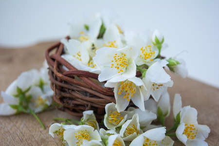 White jasmine flowers, traditional chinese green tea ingredient, aromatherapy flavor on wooden background. Wedding invitation card. Space for textの写真素材