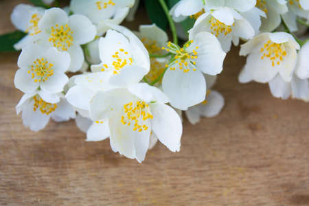 White jasmine flowers, traditional chinese green tea ingredient, aromatherapy flavor on wooden background. Wedding invitation card. Space for textの写真素材