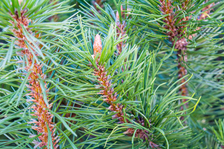 Detail of fresh spruce tree branches with young green needles and cones. Closeup of fir tree young...