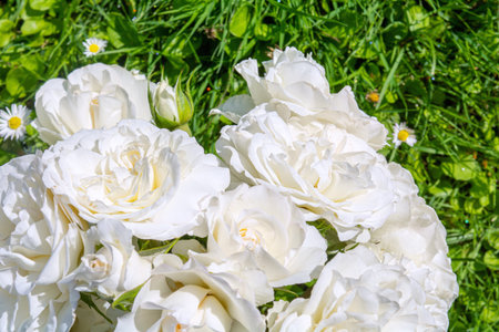 Blossoming beautiful rose flowers. White roses blossom in summer garden. Outdoor plantsの写真素材