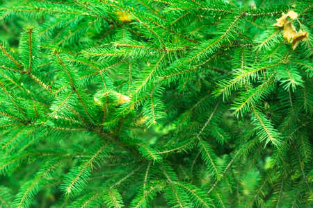 Green branches of pine or spruce with autumn fallen yellow leaves. Close-up foliage of spruceの写真素材