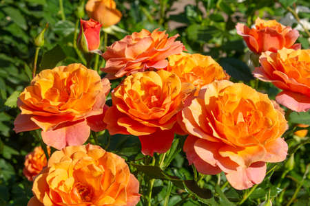 Blossoming beautiful rose flowers. Orange roses blossom in summer garden. Outdoor plantsの写真素材