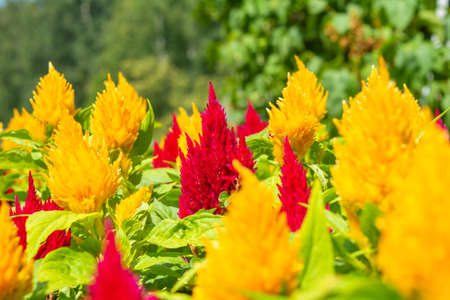 Plumed cockscomb blossom Celosia or Celesia. Plumosa flower of Celosia like candle in pointed shapeの写真素材