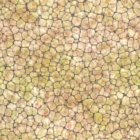 Cartoon seamless texture of color fantasy cobble stone ground pavement. Soft shaped rocks as background - illustrated seamless textureの写真素材