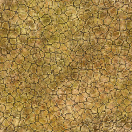 Cartoon seamless texture of color fantasy cobble stone ground pavementの写真素材