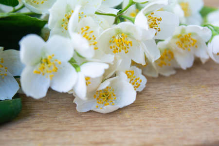 White jasmine flowers, traditional chinese green tea ingredient, aromatherapy flavor on wooden background. Wedding invitation card. Space for textの写真素材