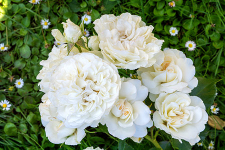 Blossoming beautiful rose flowers. White roses blossom in summer gardenの写真素材