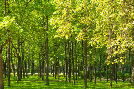 Old linden trees with long straight trunks and branches bent up like candelabraの写真素材