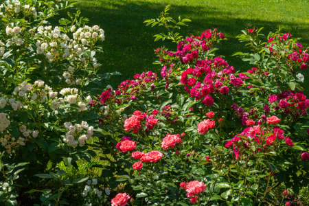 Blossoming beautiful rose flowers. Red roses blossom in summer garden. Outdoor plantsの写真素材