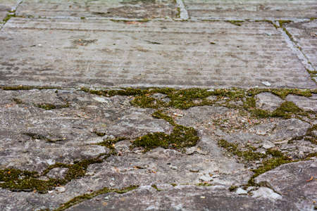 Stone tile walkway with mulch and dirt between cracks and seams. Walkway concrete tilesの写真素材