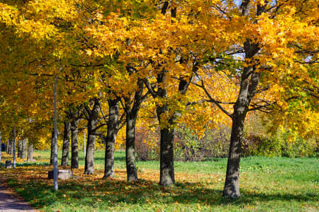 Autumn city park trees with golden foliage meadow landscapeの写真素材