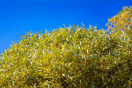 Willow or Salix Fragilis tree branches with autumn leaves on blue sky background. Tree top against blue sky on a autumn sunny dayの写真素材