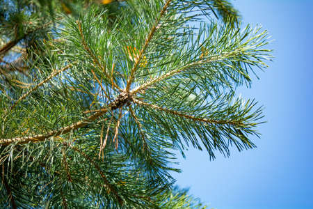 Fluffy pine branches with green large needles. close-up. Pine branch on sky macro background with selective focus. Green background with a pine branchの写真素材