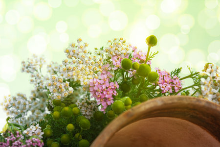 Meadow medical herbs - Chamomile and Achillea closeup view. Alternative medicine herbal grassの写真素材