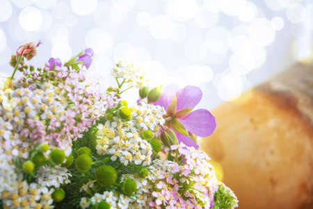 Meadow medical herbs - Chamomile, Achillea and Geranium closeup view. Alternative medicine herbal grassの写真素材