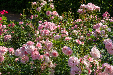 Blossoming beautiful rose flowers. Pink roses blossom in summer gardenの写真素材