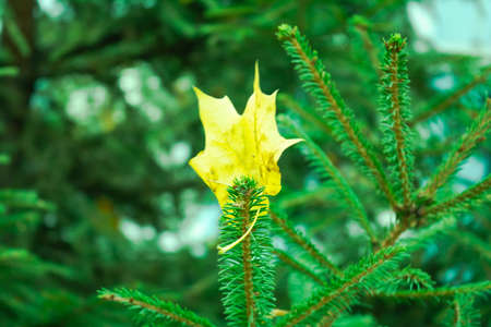 Green branches of pine or spruce with autumn fallen yellow leavesの写真素材