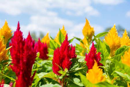Plumed cockscomb blossom Celosia or Celesia. Plumosa flower of Celosia like candle in pointed shapeの写真素材