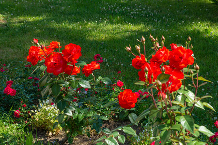 Blossoming beautiful rose flowers. Red roses blossom in summer garden. Outdoor plantsの写真素材