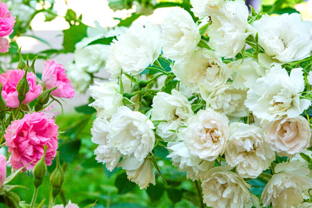 Blossoming beautiful small white rose flowers. White roses blossom in summer garden. Outdoor plantsの写真素材