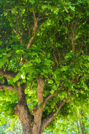 Old beautiful linden tree with branches bent up like candelabra. Decorative tilia treeの写真素材