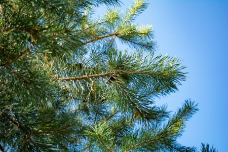Fluffy pine branches with green large needles. close-up. Pine branch on sky macro background with selective focus. Green background with a pine branchの写真素材