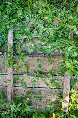 Beveled fresh green grass on old wooden board floorの写真素材