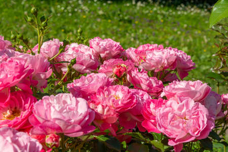 Blossoming beautiful rose flowers. Pink roses blossom in summer garden. Outdoor plantsの写真素材