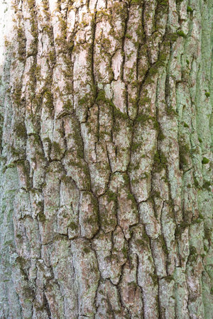 Natural texture of old oak tree bark. Oak tree trunk close-up. Tree bark textureの写真素材
