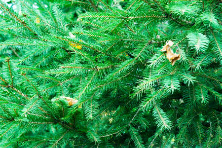 Green branches of pine or spruce with autumn fallen yellow leaves. Close-up foliage of spruceの写真素材