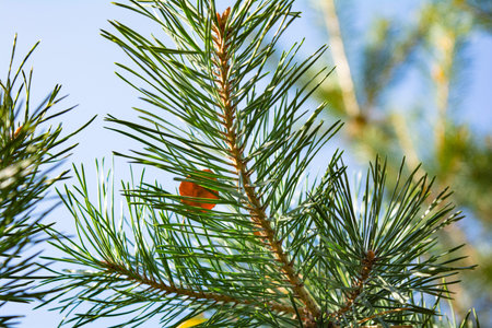 Fluffy pine branches with green large needles. close-up. Pine branch on sky macro background with...