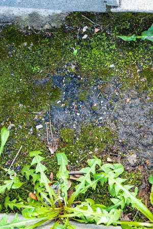 Green moss and dandelion plant on dirty floor. Mossed soil with dandelion plantの写真素材