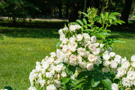 Blossoming beautiful small white rose flowers. White roses blossom in summer garden. Outdoor plantsの写真素材