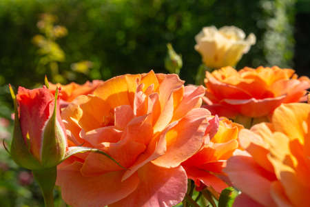 Blossoming beautiful rose flowers. Orange roses blossom in summer gardenの写真素材