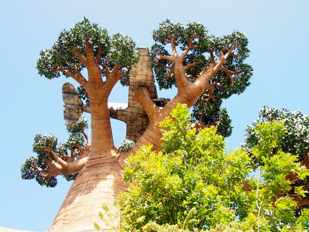 Madagascar tree in Universal Studio Singaporeのeditorial素材