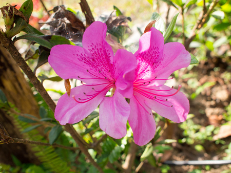 Close up of blooming of pink hibiscus flower.の写真素材