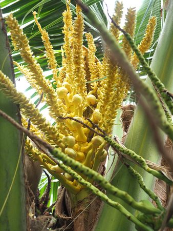 Coconut flower, green young coconut.の写真素材