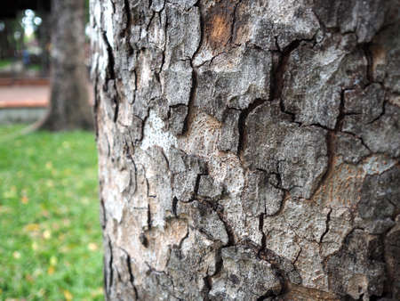 Bark texture, wooden skin.の写真素材