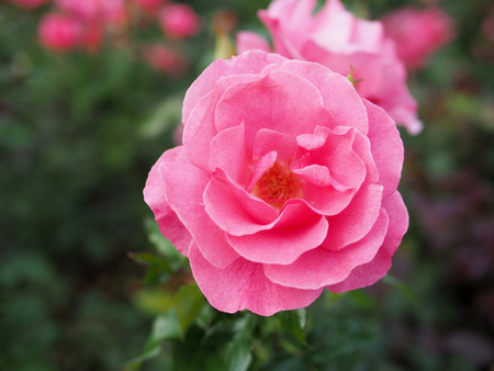 Blurred background of pink rose, pink rose background.の写真素材