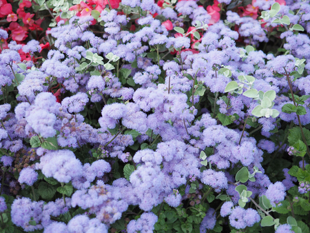 Blurred background of purple and red flower in the garden, top view.の写真素材