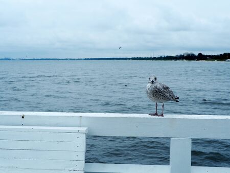 Seagull standing on the white pier at Sopot, Gdansk. Abstract freedom concept background.の写真素材