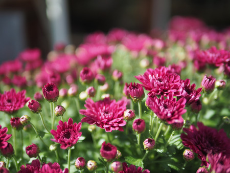 Blurred and soft focus of beautiful bright floral decorative background.の写真素材