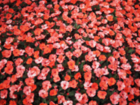 Blurred abstract background of beautiful bright floral decorative background.の写真素材